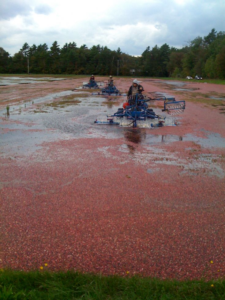 Wet harvest