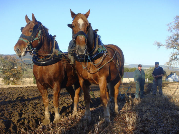 Suffolk Horses