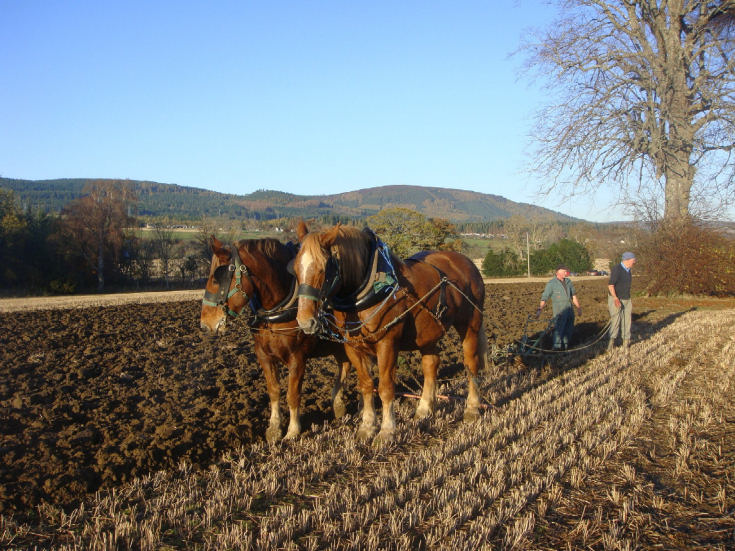 Suffolk Horses