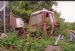 overgrown Massey-Ferguson 1080